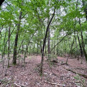 Photo #29 of 481 Nine Mile Rd, Maple Hill, NC 65.3 acres