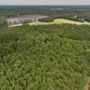 Photo #39 of 481 Nine Mile Rd, Maple Hill, NC 65.3 acres