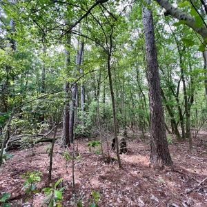 Photo #9 of 481 Nine Mile Rd, Maple Hill, NC 65.3 acres