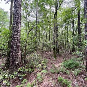 Photo #10 of 481 Nine Mile Rd, Maple Hill, NC 65.3 acres