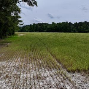Photo #51 of 481 Nine Mile Rd, Maple Hill, NC 65.3 acres