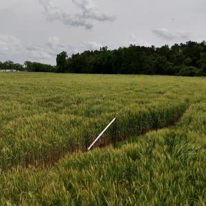 Photo #52 of 481 Nine Mile Rd, Maple Hill, NC 65.3 acres