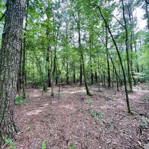 Photo #59 of 481 Nine Mile Rd, Maple Hill, NC 65.3 acres