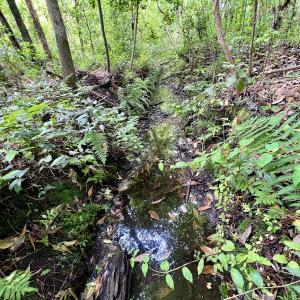 Photo #60 of 481 Nine Mile Rd, Maple Hill, NC 65.3 acres