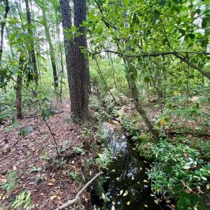 Photo #61 of 481 Nine Mile Rd, Maple Hill, NC 65.3 acres