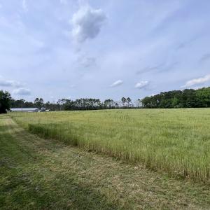 Photo #64 of 481 Nine Mile Rd, Maple Hill, NC 65.3 acres