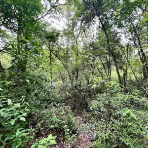 Photo #66 of 481 Nine Mile Rd, Maple Hill, NC 65.3 acres