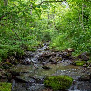 Photo #9 of SOLD property in Off Barton Spur Rd, Ferrum, VA 181.7 acres