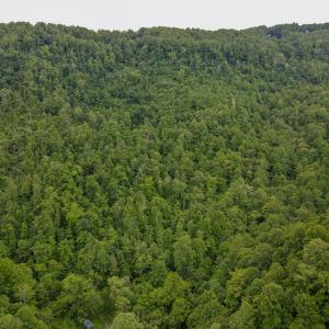 Photo #10 of SOLD property in Off Barton Spur Rd, Ferrum, VA 181.7 acres