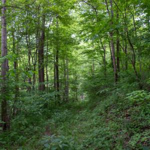 Photo #12 of SOLD property in Off Barton Spur Rd, Ferrum, VA 181.7 acres