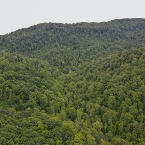 Photo #19 of SOLD property in Off Barton Spur Rd, Ferrum, VA 181.7 acres