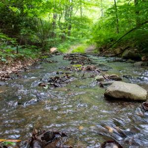 Photo #21 of SOLD property in Off Barton Spur Rd, Ferrum, VA 181.7 acres