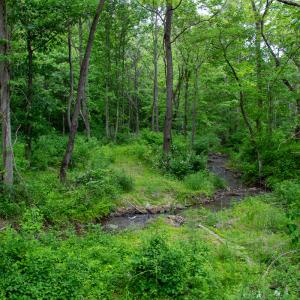 Photo #24 of SOLD property in Off Barton Spur Rd, Ferrum, VA 181.7 acres