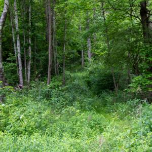 Photo #25 of SOLD property in Off Barton Spur Rd, Ferrum, VA 181.7 acres