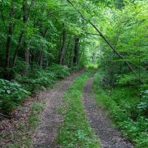 Photo #30 of SOLD property in Off Barton Spur Rd, Ferrum, VA 181.7 acres