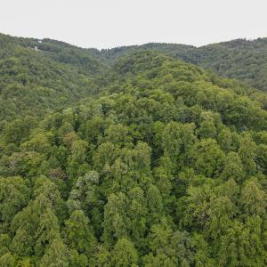 Photo #36 of SOLD property in Off Barton Spur Rd, Ferrum, VA 181.7 acres