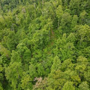 Photo #39 of SOLD property in Off Barton Spur Rd, Ferrum, VA 181.7 acres