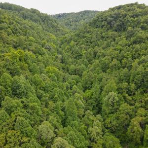 Photo #41 of SOLD property in Off Barton Spur Rd, Ferrum, VA 181.7 acres