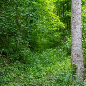 Photo #45 of SOLD property in Off Barton Spur Rd, Ferrum, VA 181.7 acres