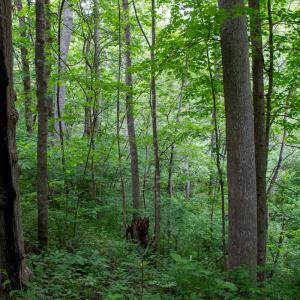 Photo #47 of SOLD property in Off Barton Spur Rd, Ferrum, VA 181.7 acres