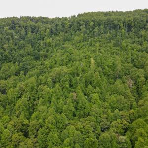 Photo #48 of SOLD property in Off Barton Spur Rd, Ferrum, VA 181.7 acres