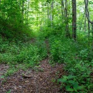 Photo #51 of SOLD property in Off Barton Spur Rd, Ferrum, VA 181.7 acres