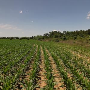 Photo #11 of SOLD property in Off Shannon Road, Shannon, NC 51.9 acres