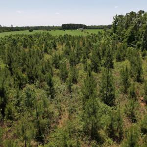 Photo #13 of SOLD property in Off Shannon Road, Shannon, NC 51.9 acres