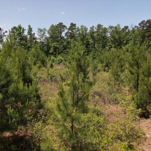 Photo #14 of SOLD property in Off Shannon Road, Shannon, NC 51.9 acres