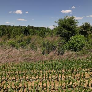Photo #15 of SOLD property in Off Shannon Road, Shannon, NC 51.9 acres
