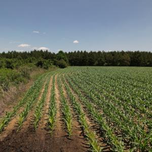 Photo #16 of SOLD property in Off Shannon Road, Shannon, NC 51.9 acres