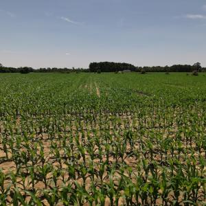 Photo #17 of SOLD property in Off Shannon Road, Shannon, NC 51.9 acres