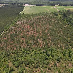 Photo #19 of SOLD property in Off Shannon Road, Shannon, NC 51.9 acres