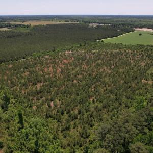 Photo #20 of SOLD property in Off Shannon Road, Shannon, NC 51.9 acres