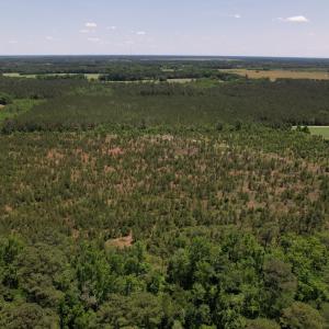 Photo #6 of SOLD property in Off Shannon Road, Shannon, NC 51.9 acres
