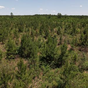 Photo #7 of SOLD property in Off Shannon Road, Shannon, NC 51.9 acres