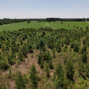 Photo #9 of SOLD property in Off Shannon Road, Shannon, NC 51.9 acres