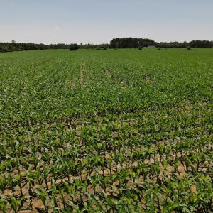 Photo #10 of SOLD property in Off Shannon Road, Shannon, NC 51.9 acres