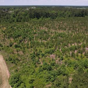 Photo #23 of SOLD property in Off Shannon Road, Shannon, NC 51.9 acres