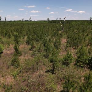 Photo #25 of SOLD property in Off Shannon Road, Shannon, NC 51.9 acres