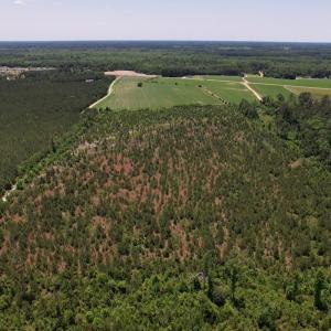 Photo #26 of SOLD property in Off Shannon Road, Shannon, NC 51.9 acres