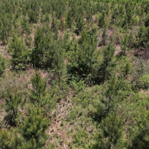 Photo #27 of SOLD property in Off Shannon Road, Shannon, NC 51.9 acres