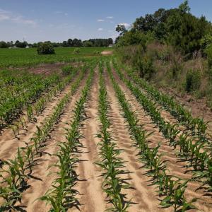 Photo #28 of SOLD property in Off Shannon Road, Shannon, NC 51.9 acres