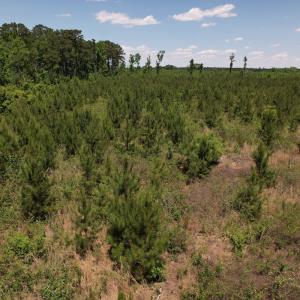 Photo #29 of SOLD property in Off Shannon Road, Shannon, NC 51.9 acres