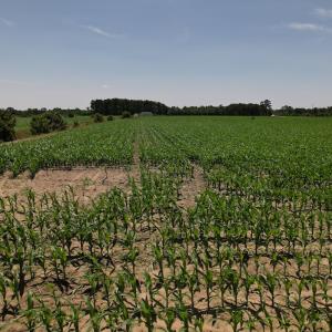 Photo #31 of SOLD property in Off Shannon Road, Shannon, NC 51.9 acres