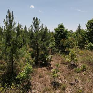 Photo #32 of SOLD property in Off Shannon Road, Shannon, NC 51.9 acres