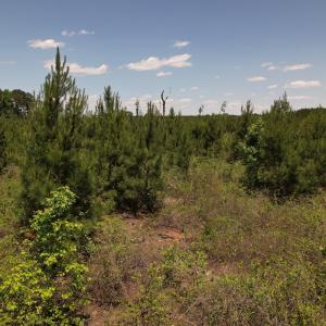 Photo #33 of SOLD property in Off Shannon Road, Shannon, NC 51.9 acres