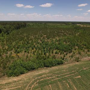 Photo #34 of SOLD property in Off Shannon Road, Shannon, NC 51.9 acres