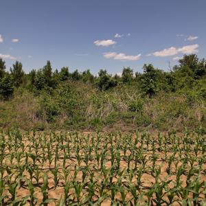 Photo #35 of SOLD property in Off Shannon Road, Shannon, NC 51.9 acres