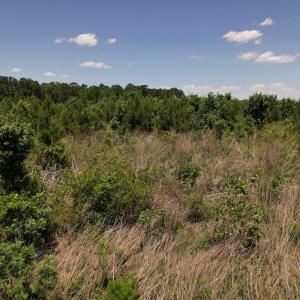 Photo #36 of SOLD property in Off Shannon Road, Shannon, NC 51.9 acres